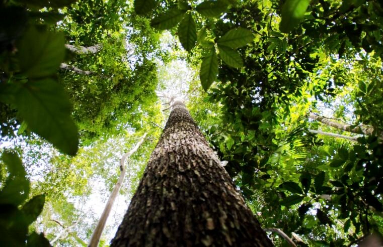 Em nova doação, Noruega repassa mais de R$ 270 mi ao Fundo Amazônia