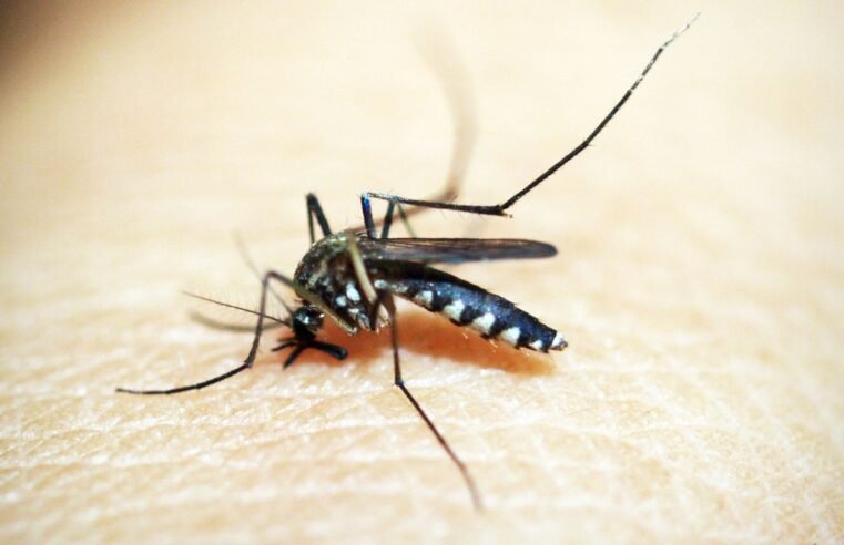 Governo do Rio decreta fim da epidemia de dengue