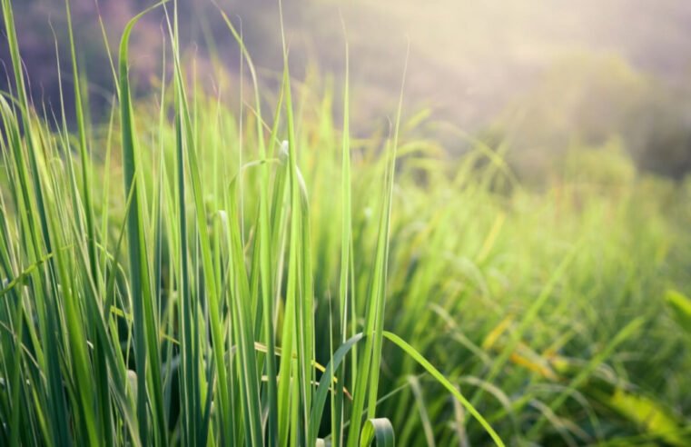 7 benefícios da erva-cidreira para a saúde