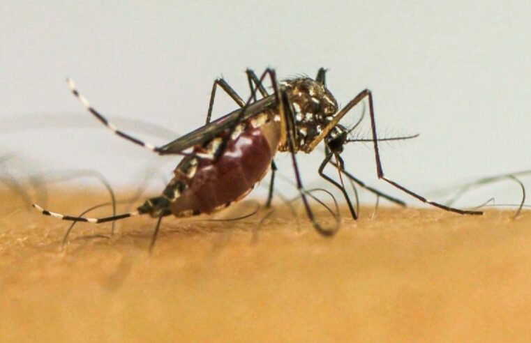Dengue: Minas Gerais decreta fim da emergência em saúde pública