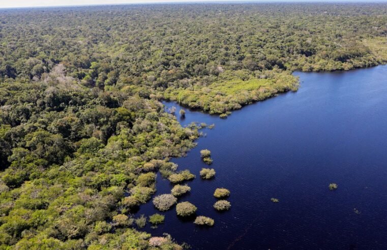 Petrobras e BNDES fazem parceria para restauração na Amazônia